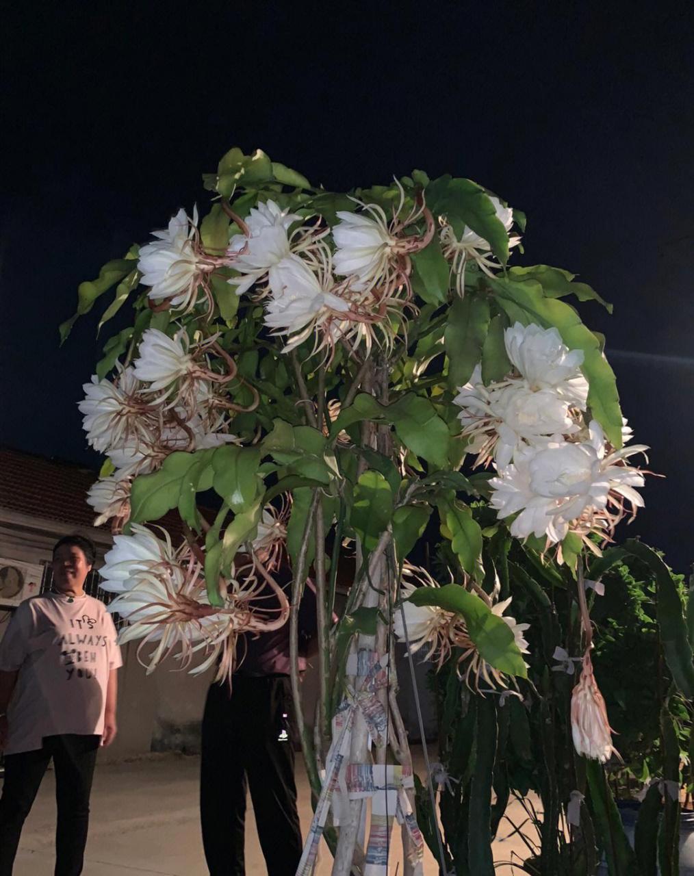 带你看一眼昙花一现的时刻!可遇而不可求!