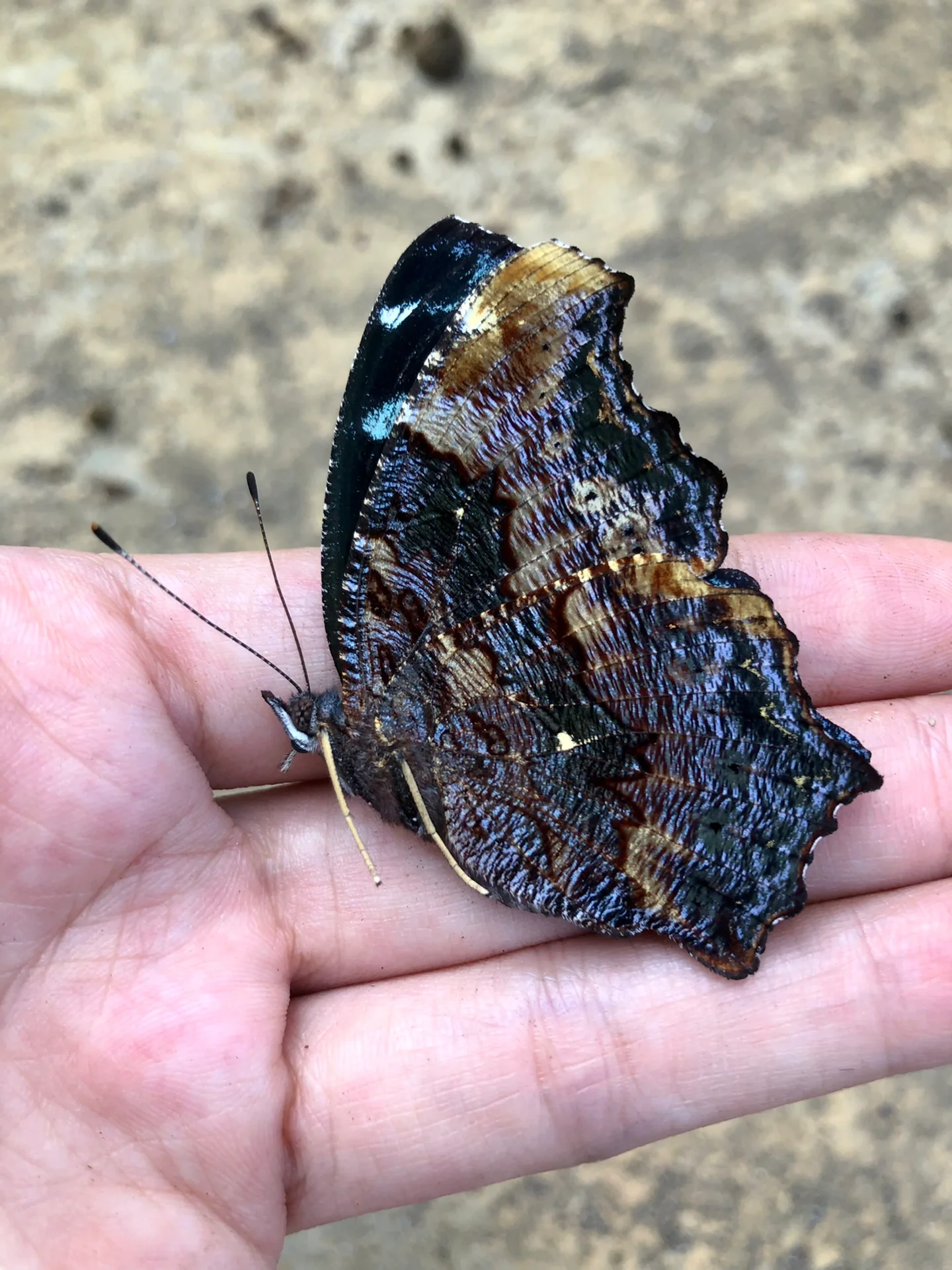 你是不是因为没有好好认识它,所以没对它说喜欢?