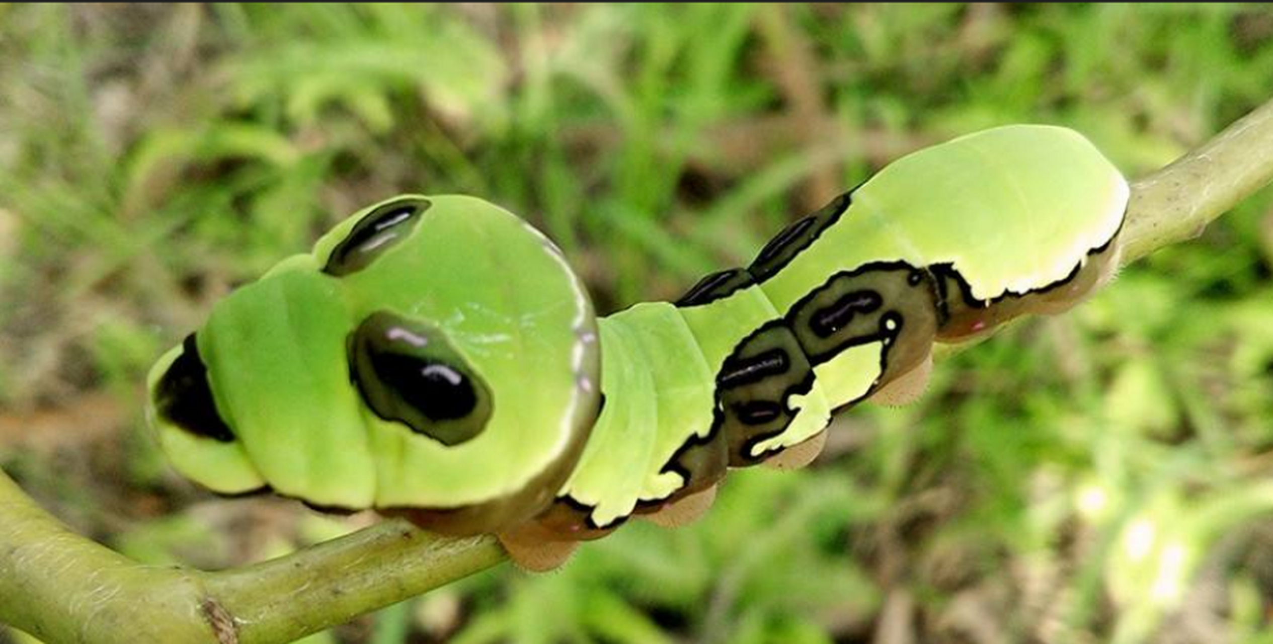 宽凤尾蝶幼虫#  酷似熊猫的幼虫,在隆回县小沙江龙瑶幽谷景区发现了