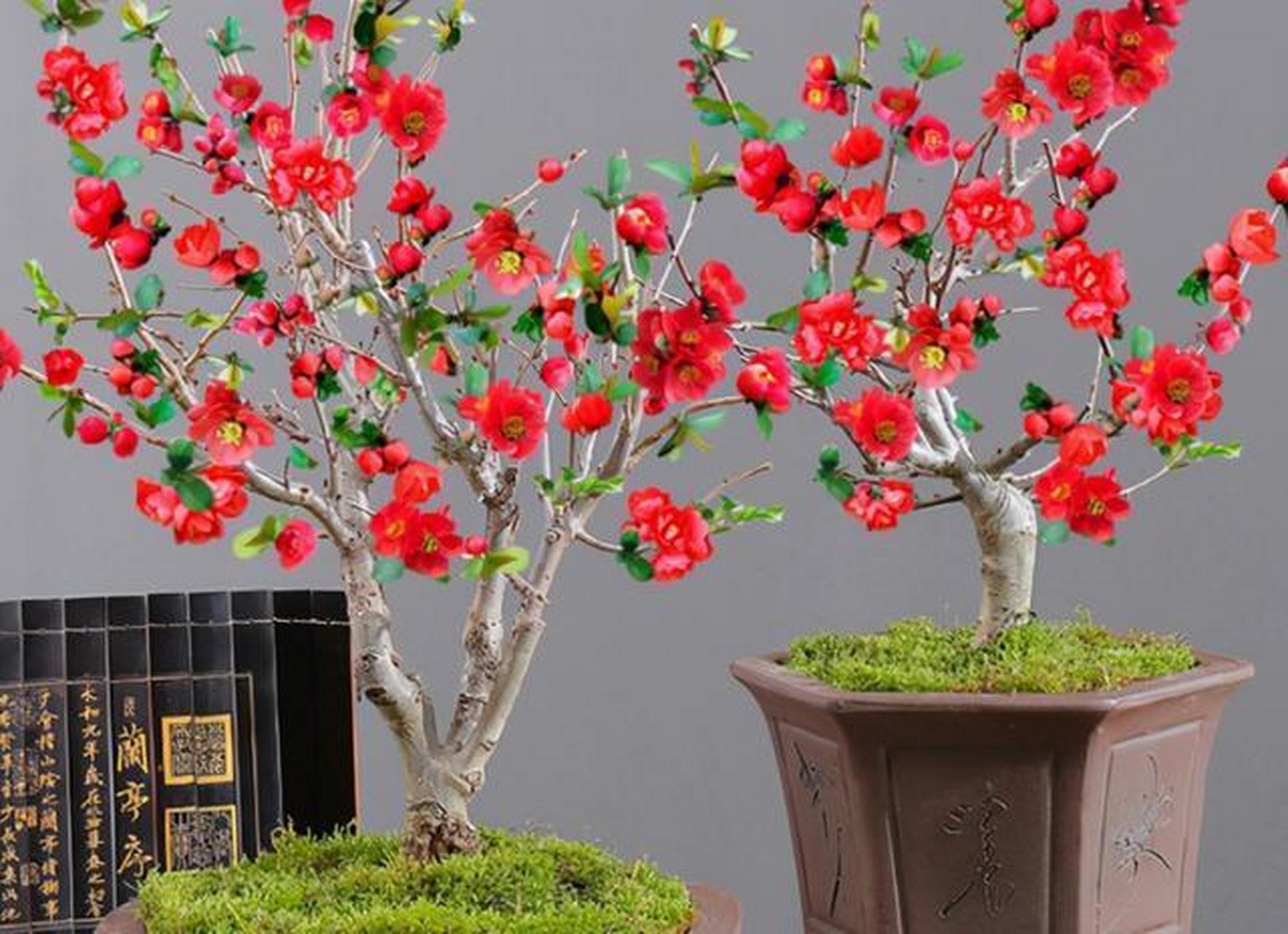 长寿冠海棠是打造老桩盆景的优良花卉 [666]长寿冠海棠是沂州海棠的