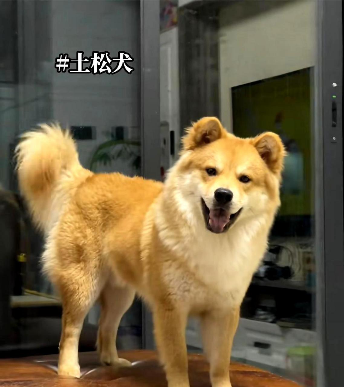 这只土松犬长相非常出众,真的太帅了!