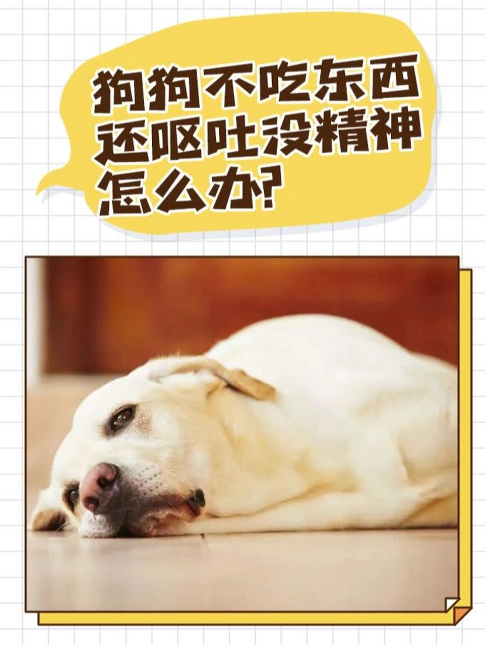 前言:很多狗主人都会经历过,在某一个阶段内,狗子不怎么吃东西,甚至还