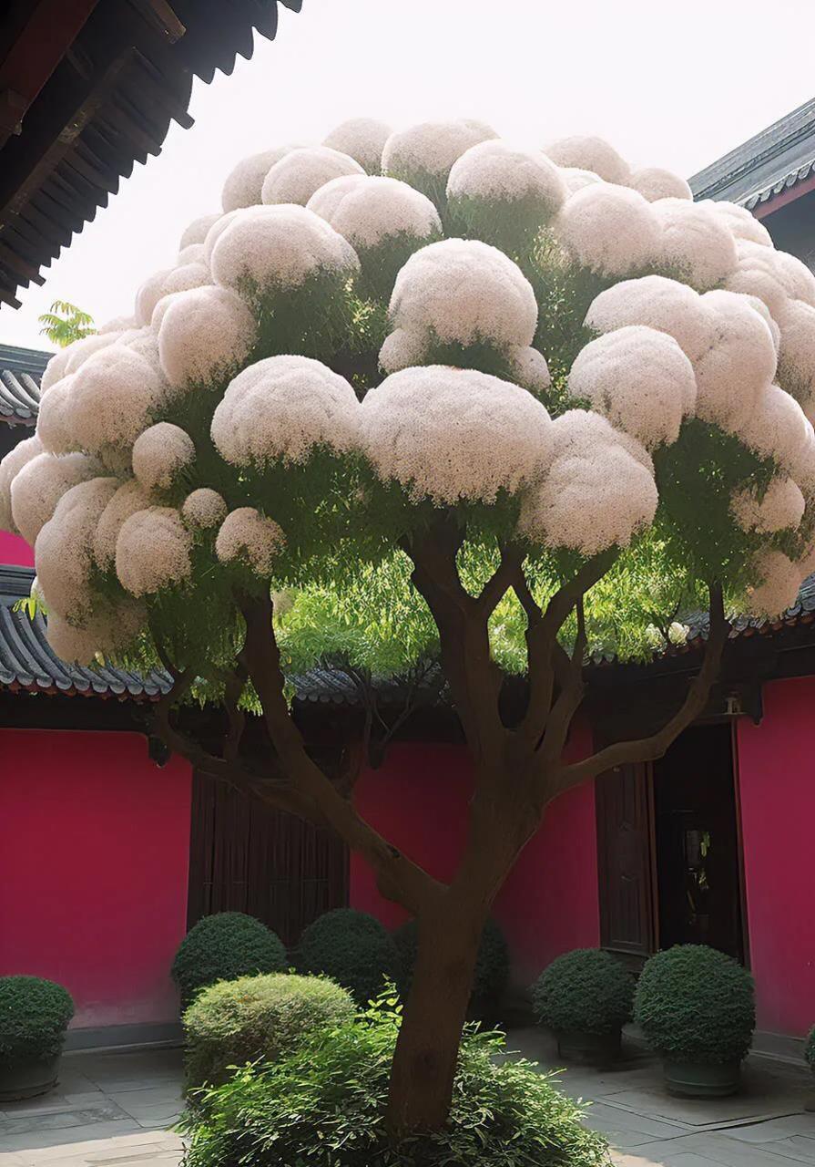 流苏树又称四月雪,每年四月开花,国家二级保护树种,闲看花,花开花落