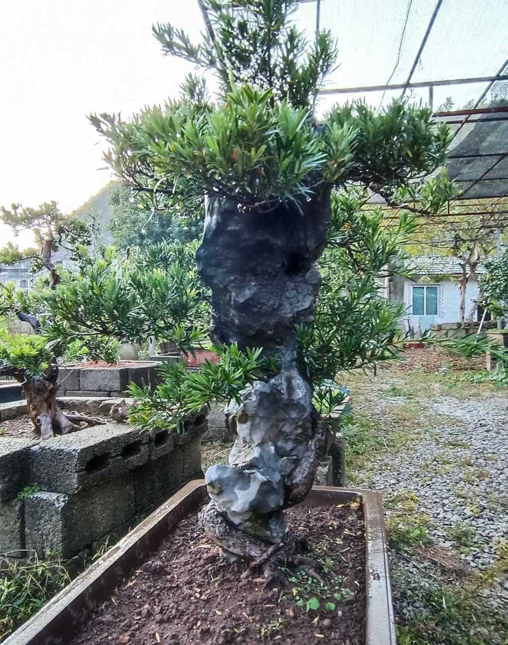 罗汉松与石头一体的 盆景,妙不可言.请观赏![流泪]