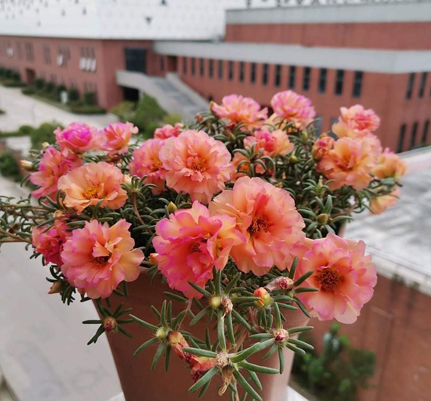 "死不了"太阳花的大花园艺品种——重瓣太阳花,又名松叶牡丹,一款漂亮