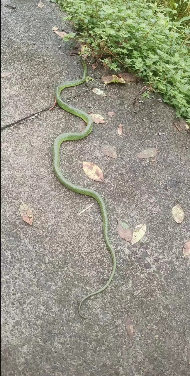 翠绿色的,好像有点透明,很漂亮,这是什么蛇?