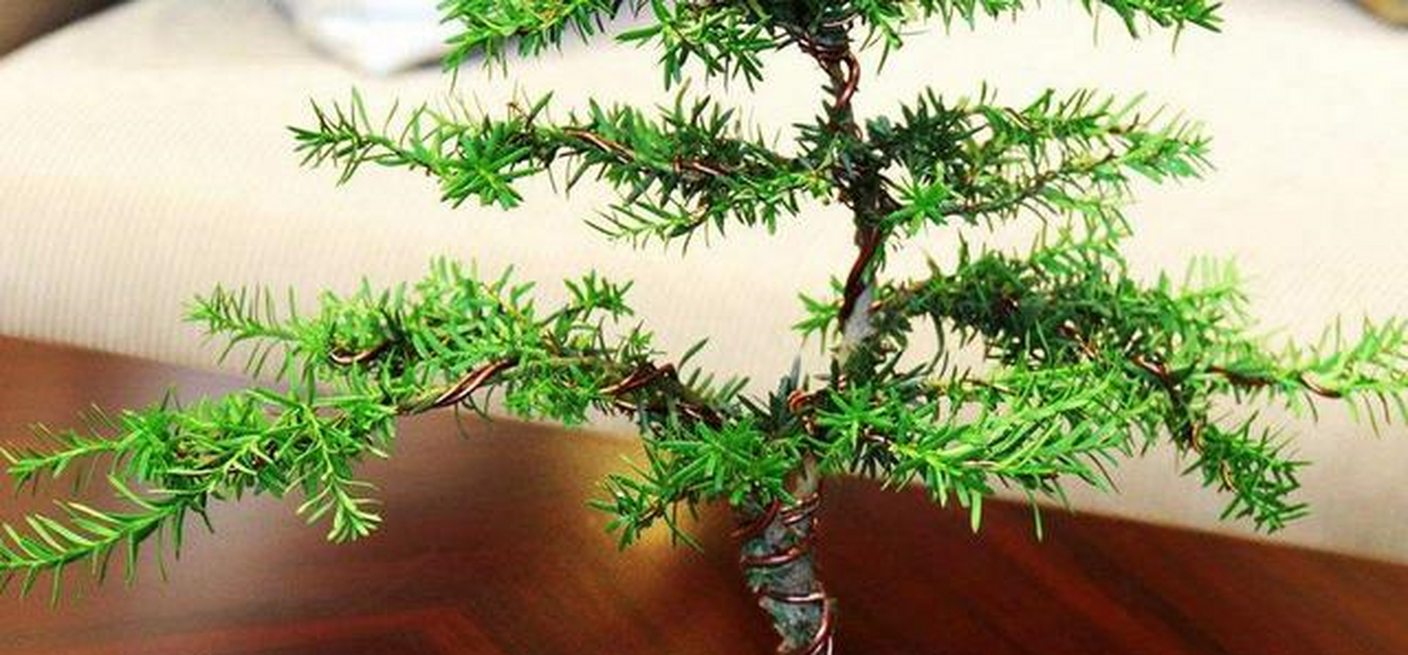 红豆杉对于花盆的透气性要求很高,要选择透气性好的花盆质地,如果说对