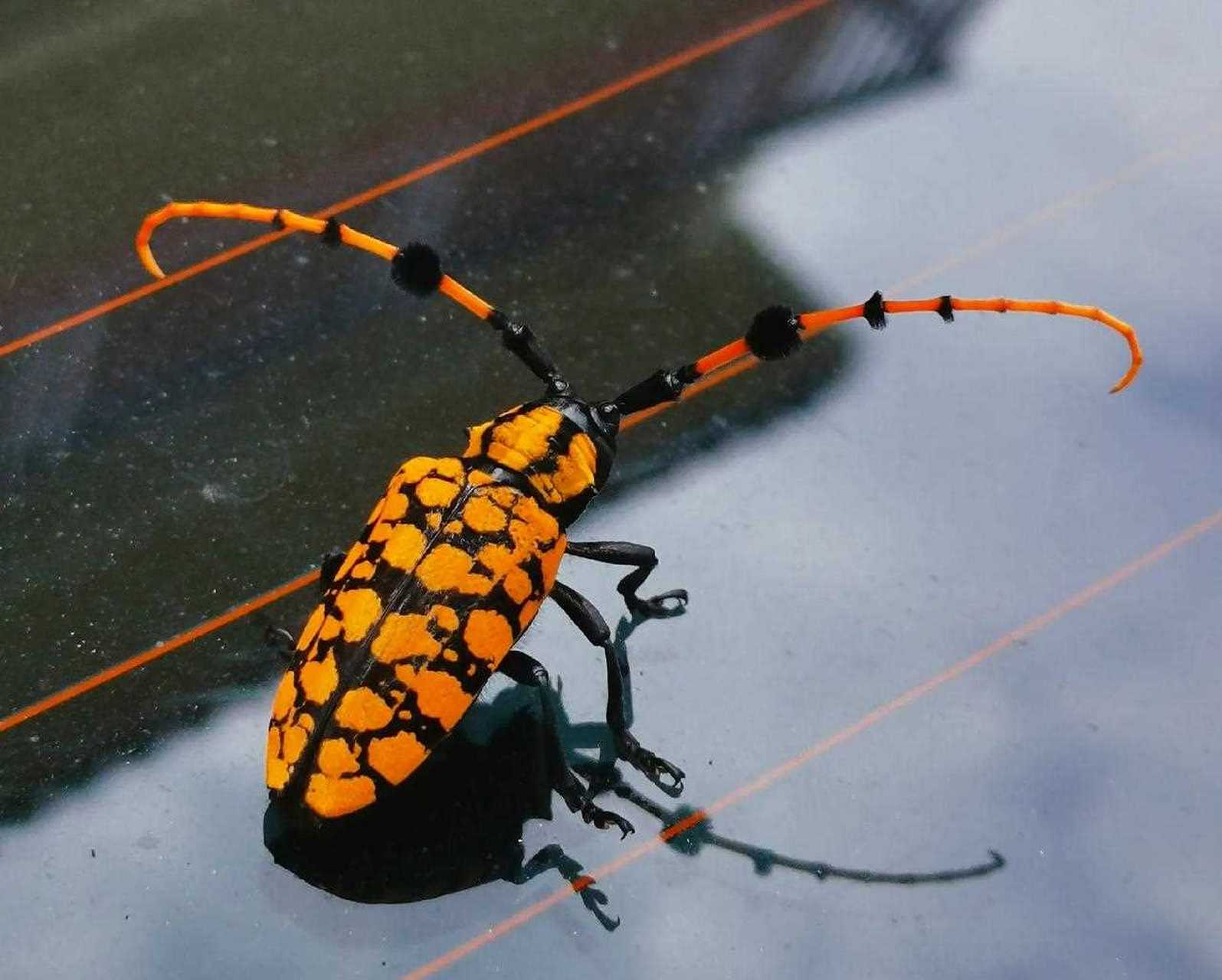 龟背天牛[带着微博去旅行] 昆虫名,为鞘翅目,天牛科.