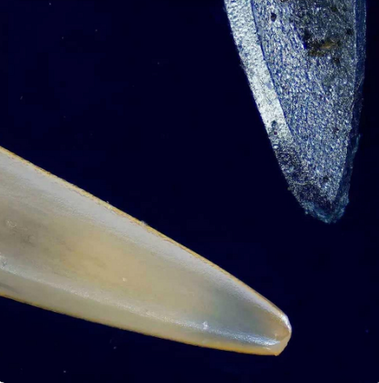 显微镜里毒蛇的牙齿与注射器针头,网友:毒牙明显远胜现代科技[鼓掌]