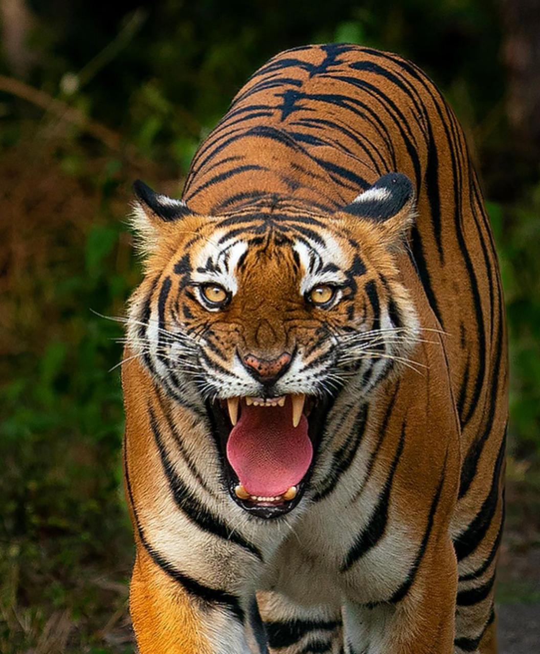 一只雄猛的老虎慢慢地走在它的领地边缘,它昂首挺胸,双目炯炯有神.