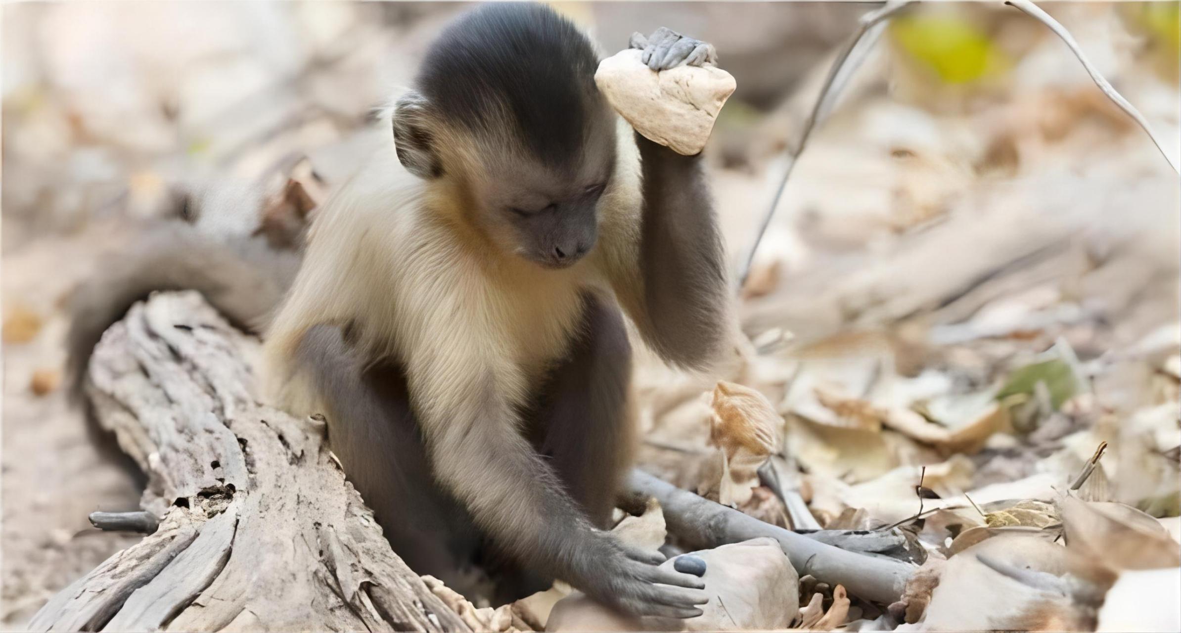 猴子是动物智慧的体现,它们展示了令人惊叹的工具使用技能!