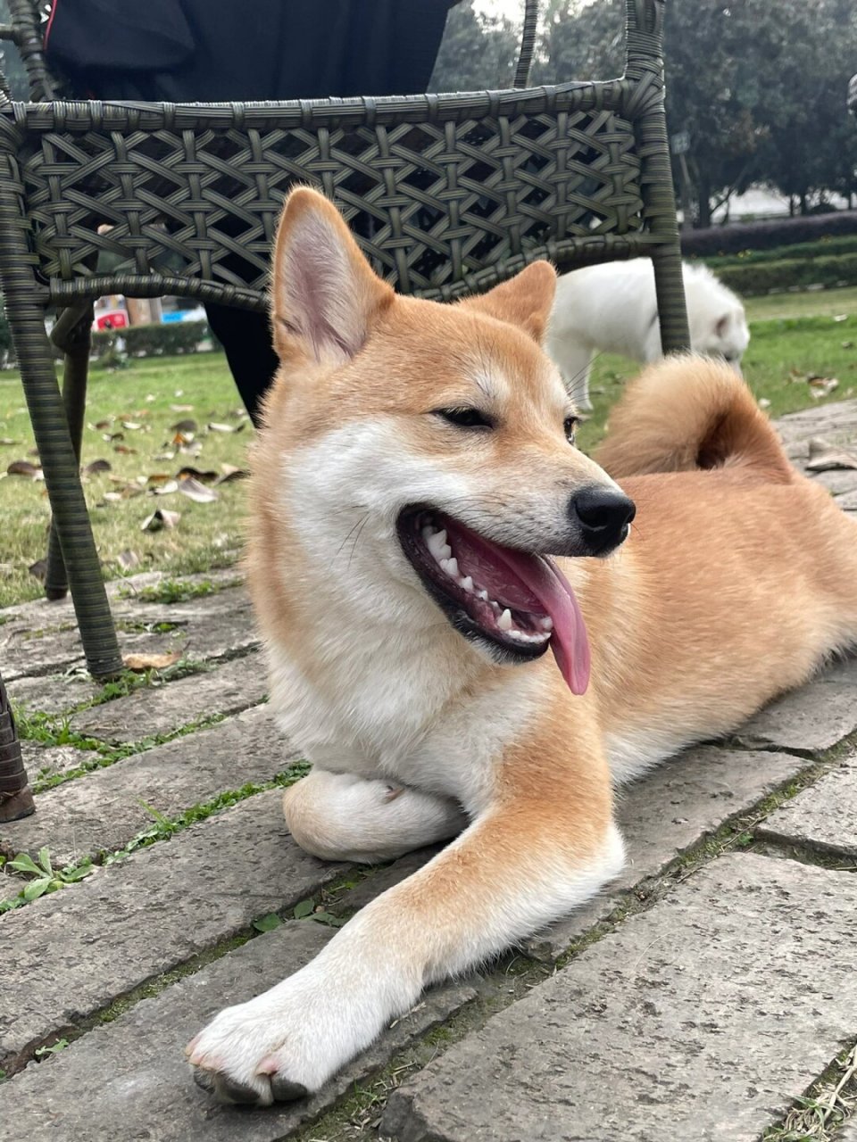 我的好爱笑小狗  小狗眯眯眼笑起来真是太快乐了!