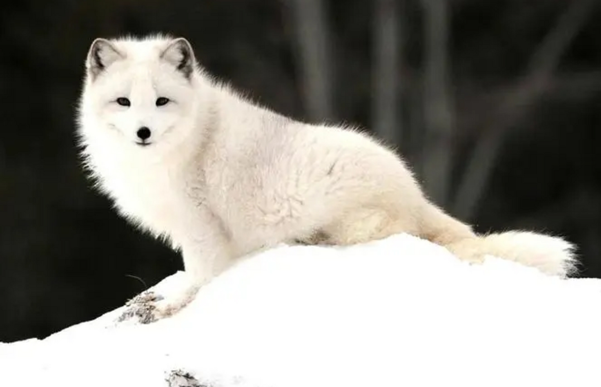 北极狐是一种适应极地环境的哺乳动物,以其柔软的羊毛般的浓密毛皮和