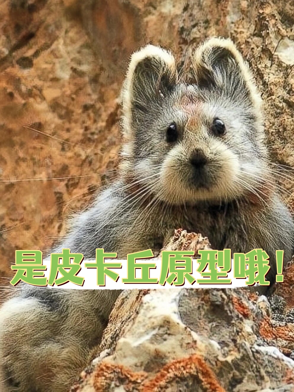 是皮卡丘原型哦! 8215伊犁.@如妙走进科学的动态