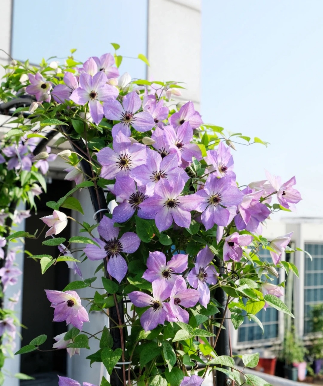 抓住春天的"尾巴",给大家介绍一款晚花组铁线莲——黎明的天空,晚花大