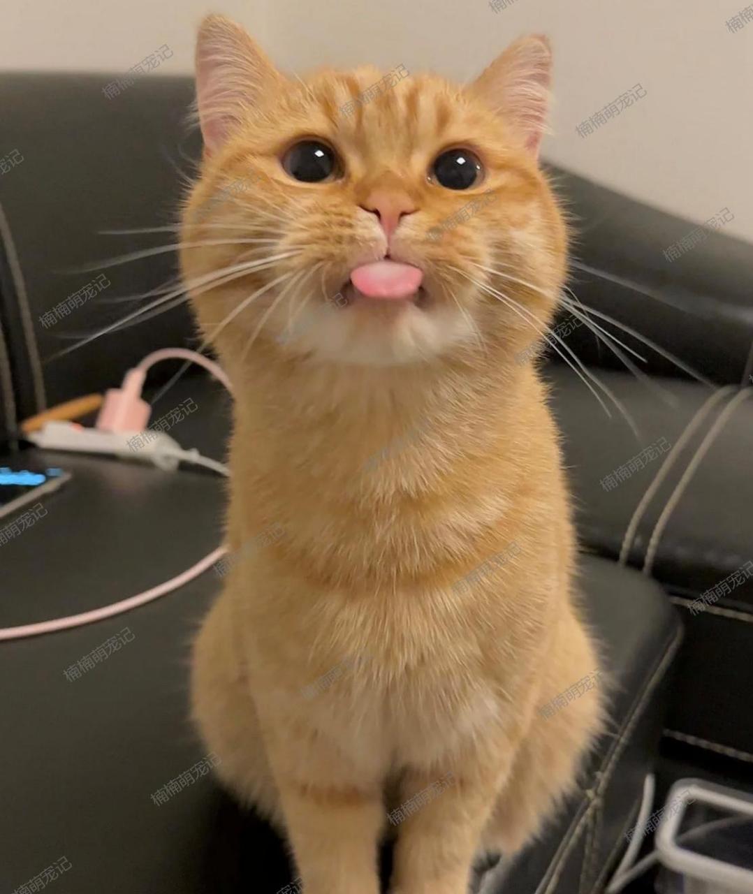 看那只吐舌头的小猫,简直可爱极了!