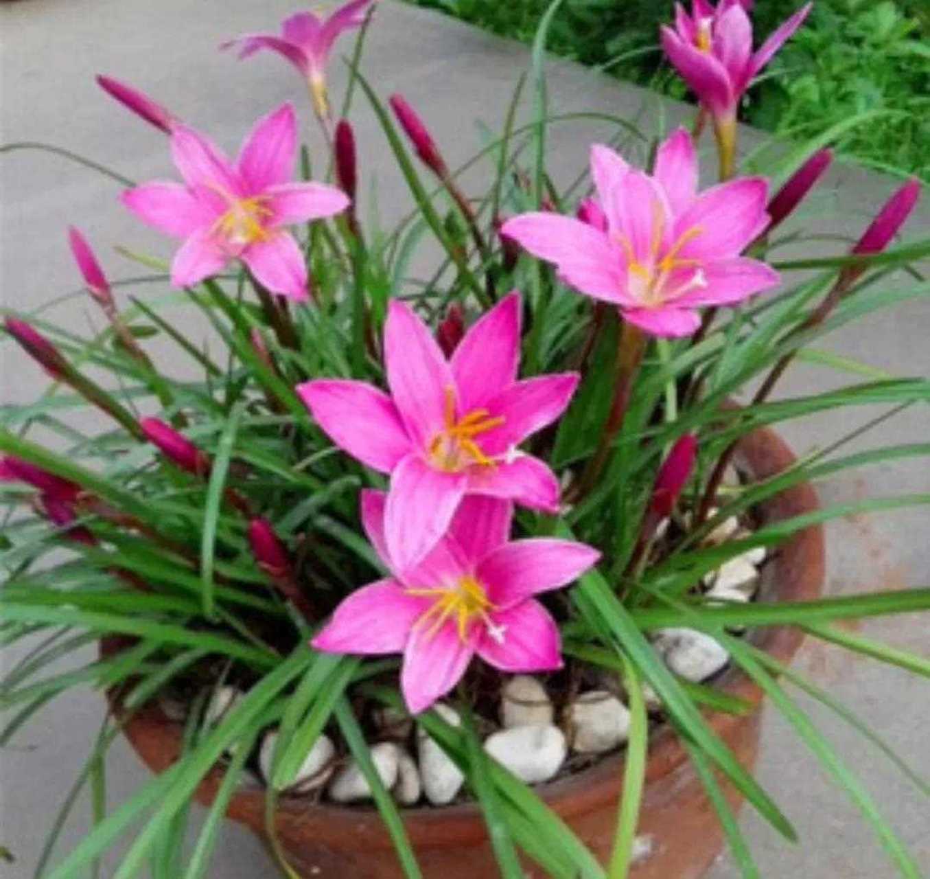 风雨花是小型盆栽花,也叫韭兰.