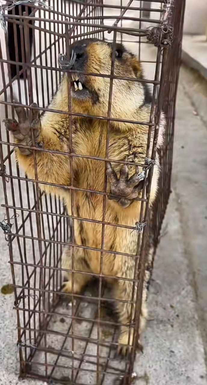 一起来看看真正的土拨鼠,牙很漂亮#搞笑