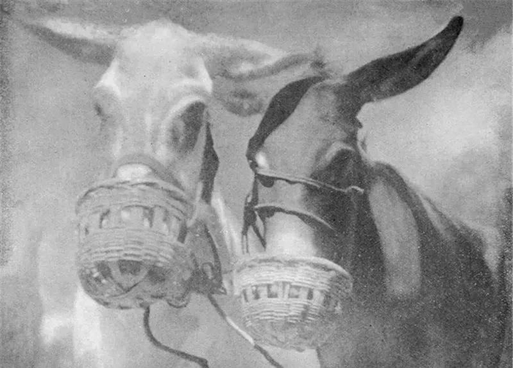 【老照片:偷嘴吃的下场】 马戴嚼子,又叫戴辔头子,即牲畜口中的衔铁