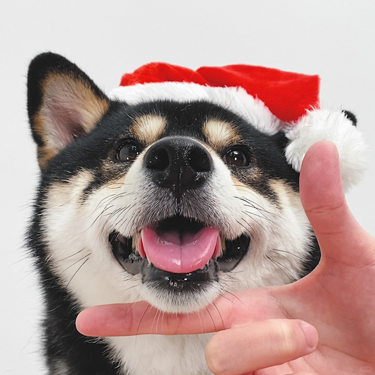 圣诞柴犬情侣头像	  戴上了一顶小帽子,感觉整个人的氛围感都来了!