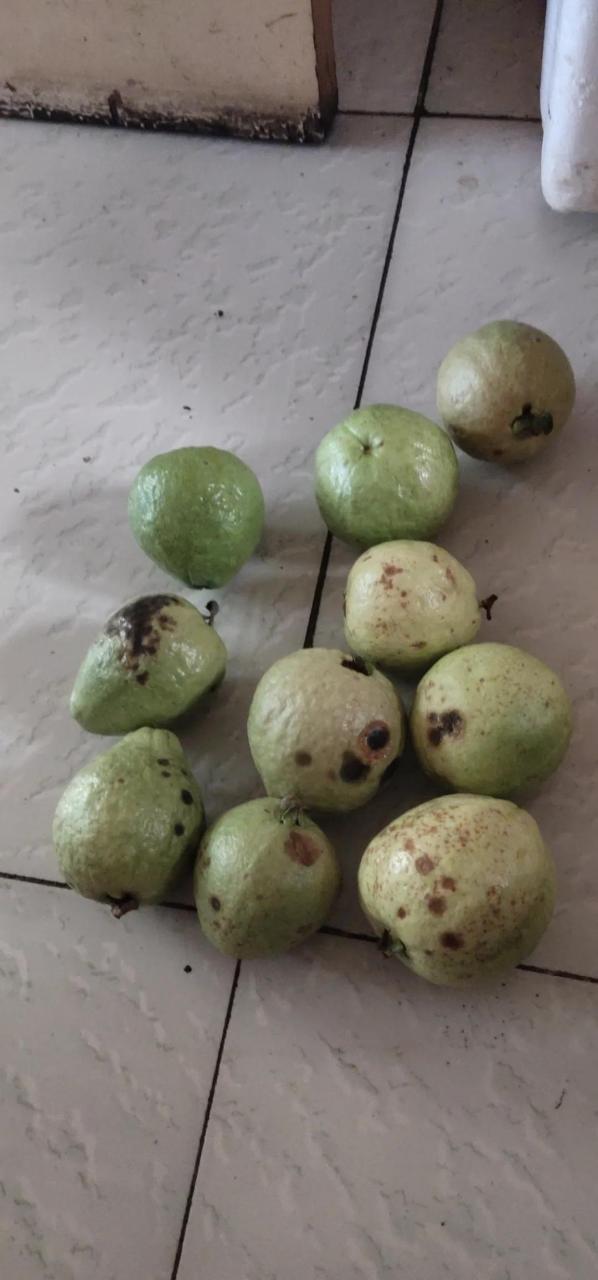 还有烂果,联系客服还不愿意赔偿,说赔钱卖的