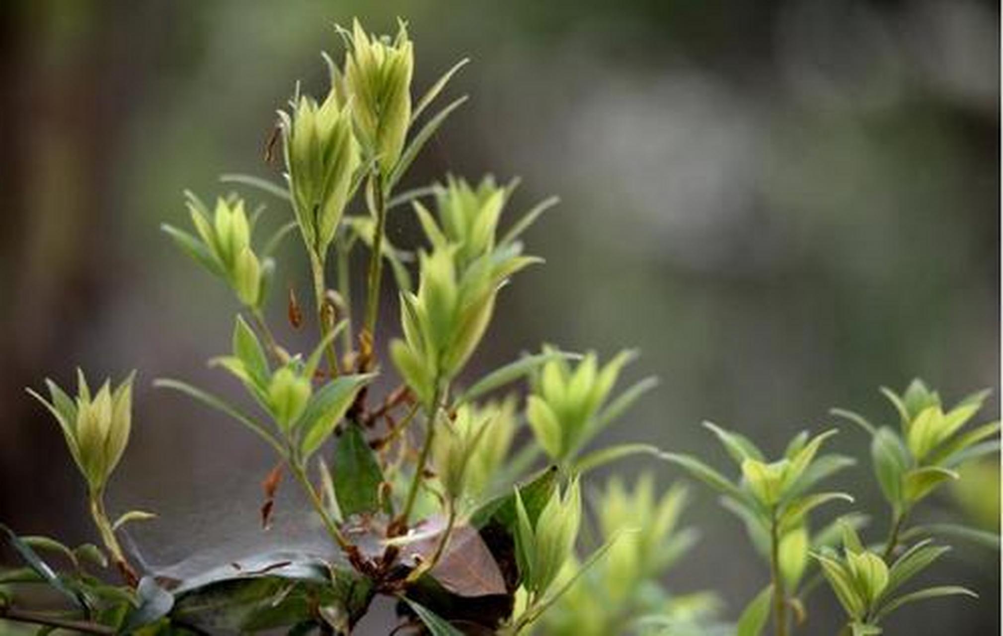 四川#老鹰茶【川渝情怀老鹰茶 老鹰茶在四川一带盛行,是用当地毛