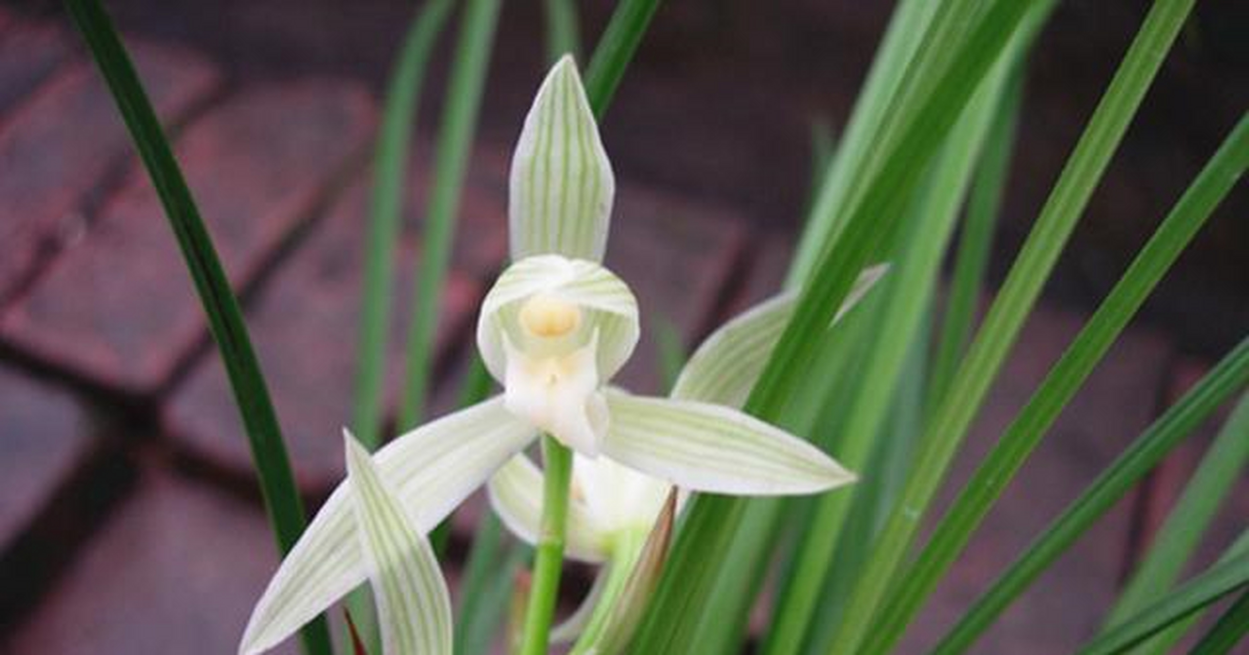 小雪素可以说是兰花界的骄傲,它生平获奖无数,浑身上下没有一丝的缺点