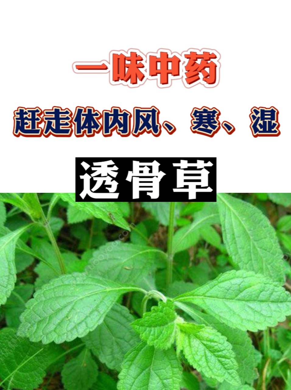 专治风湿骨痛草药图片图片