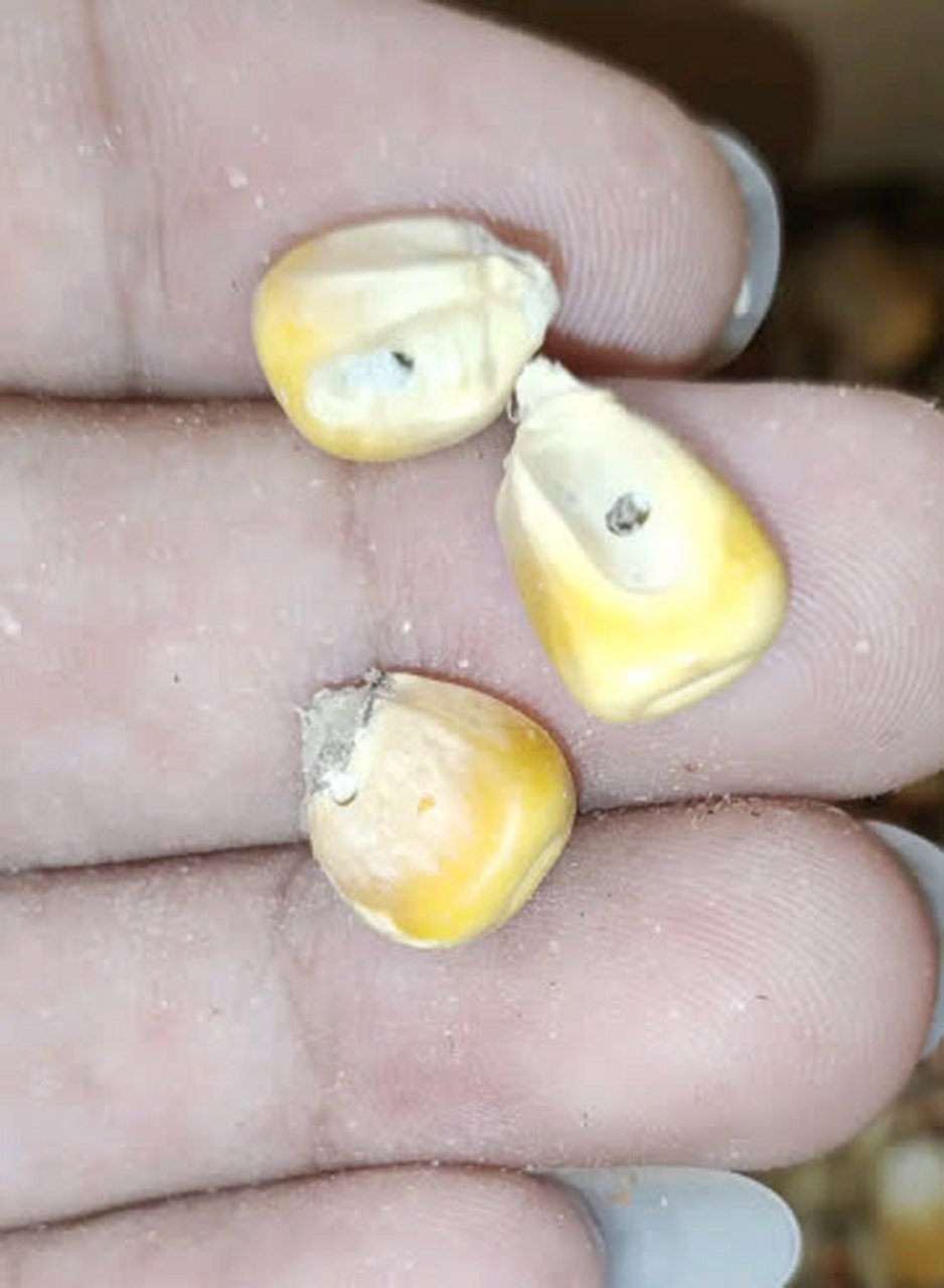 玉米里的白色虫子图片图片