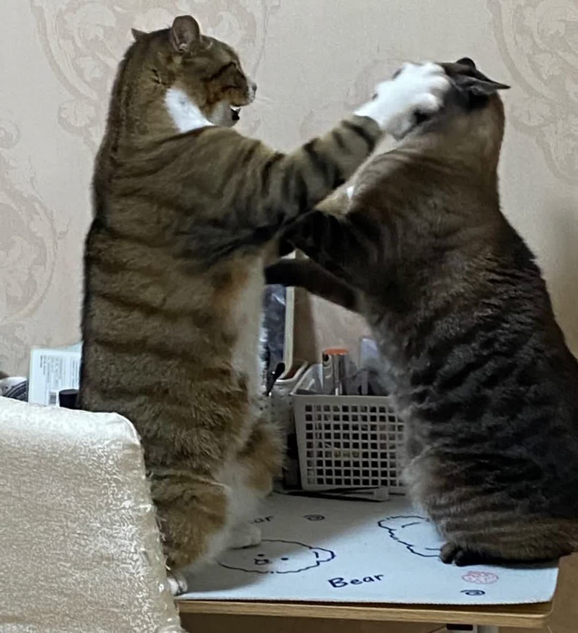 家里两只小猫打架,我该帮谁?[大笑][大笑]#搞笑