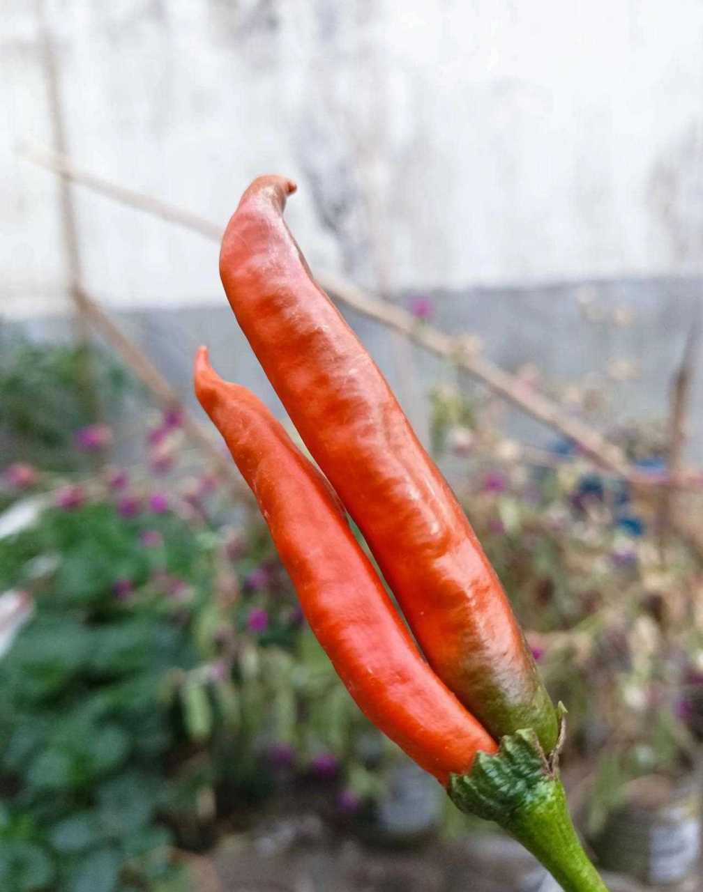 一个(确切说是两个)特别的辣椒,一个蒂上俩辣椒,第一次见,挺新奇.