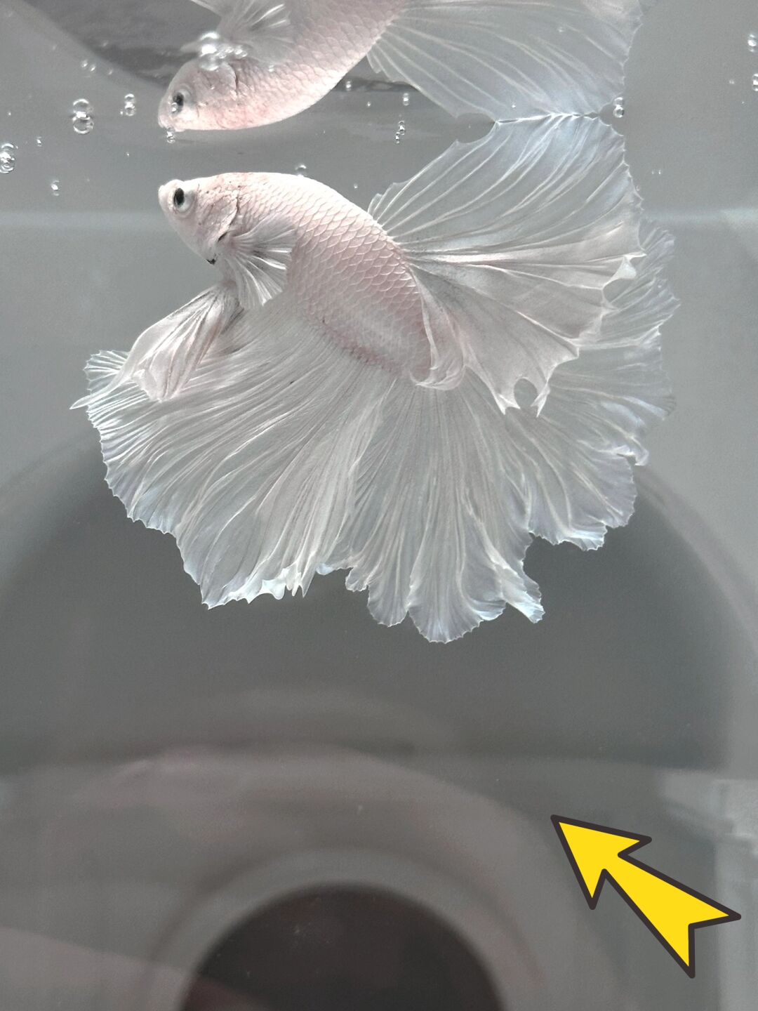 白色斗鱼的鳞片是纯净的白色,宛如细腻的珍珠,熠熠生辉.它们的眼睛