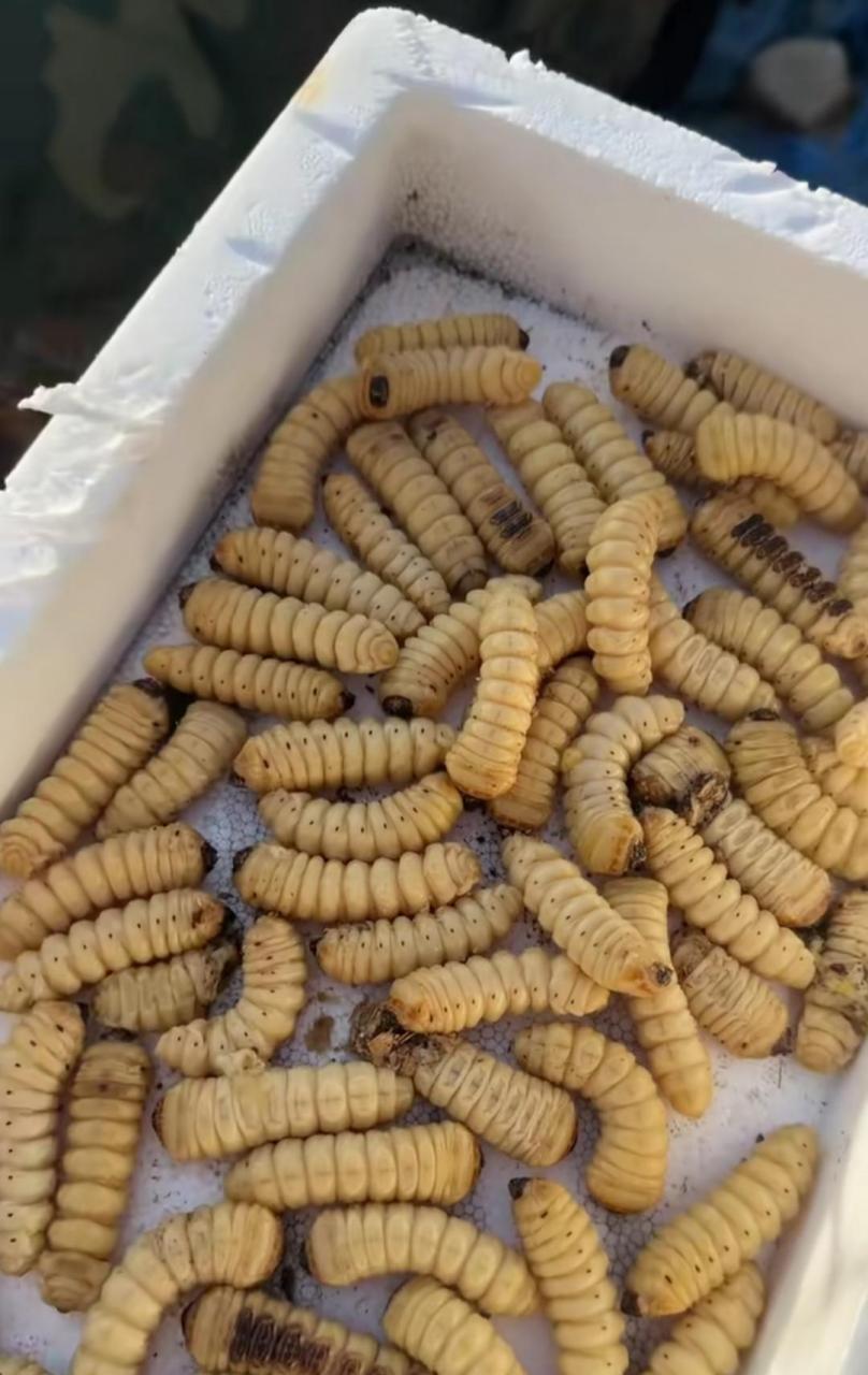 网友:木头里好多这样的虫子,听说这样的虫子能卖钱,真的吗?