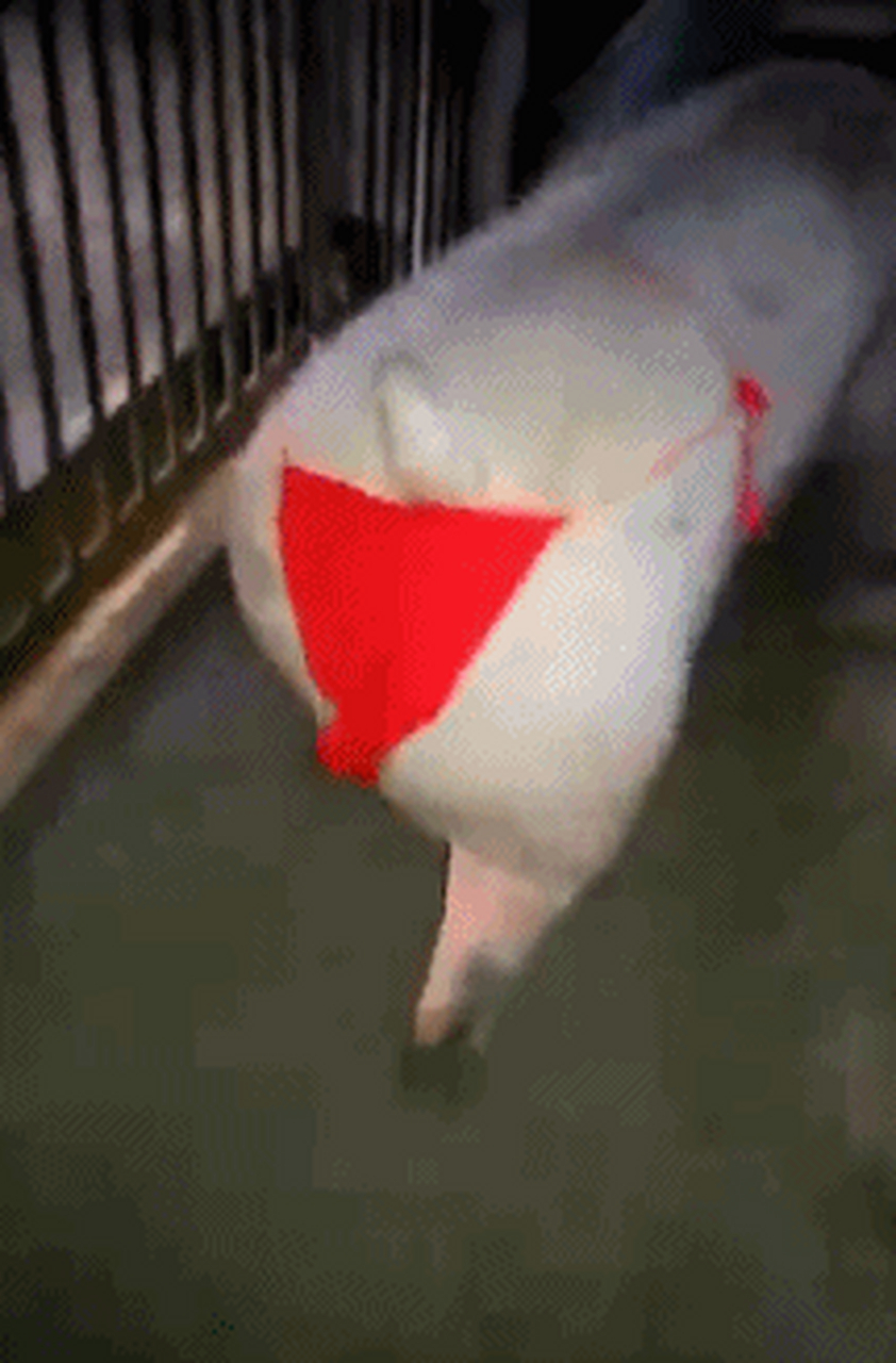 搞笑gif动图:第二张太逗,当给猪穿上红裤衩,满满的辣眼睛啊