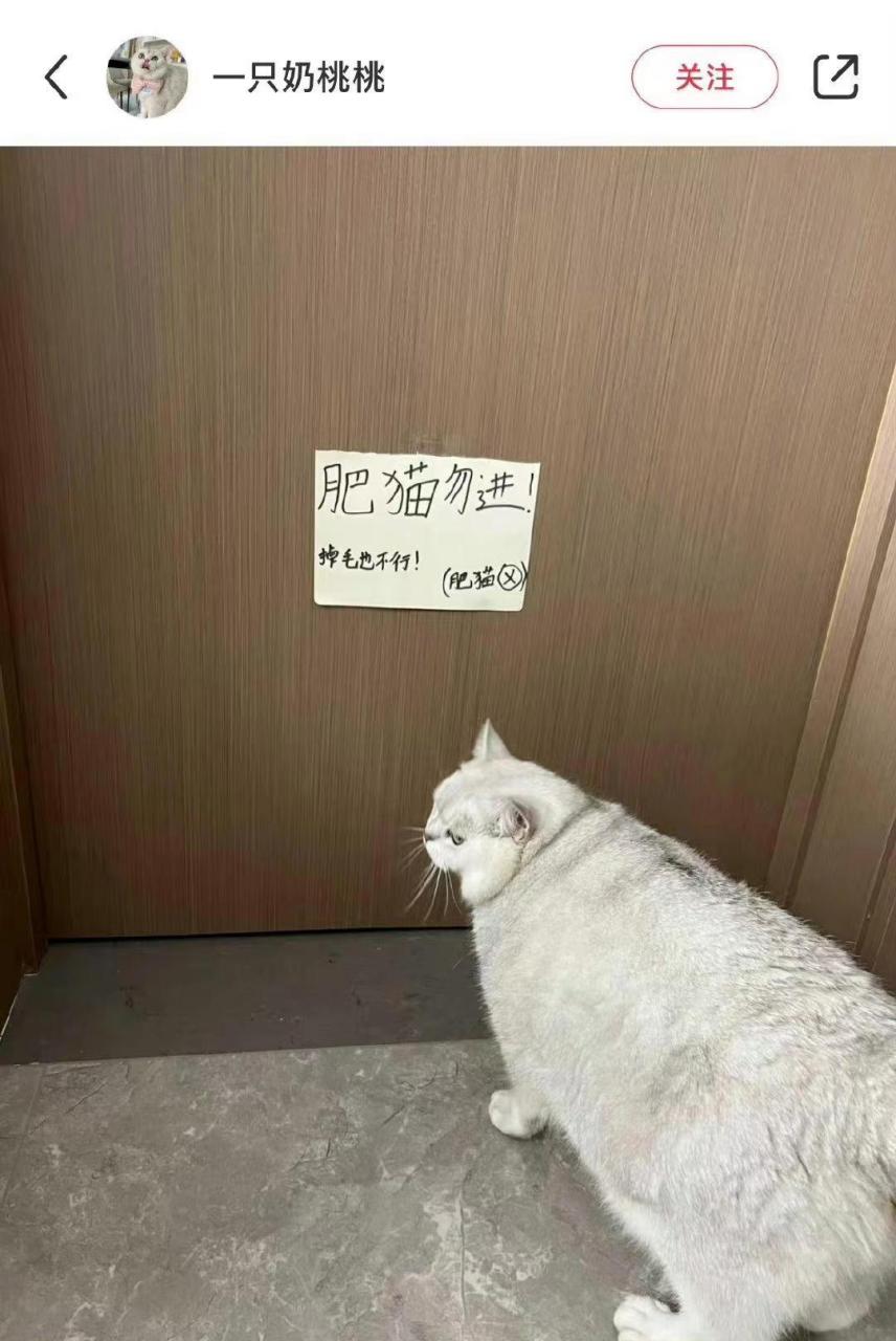 猫咪:分明就是针对我