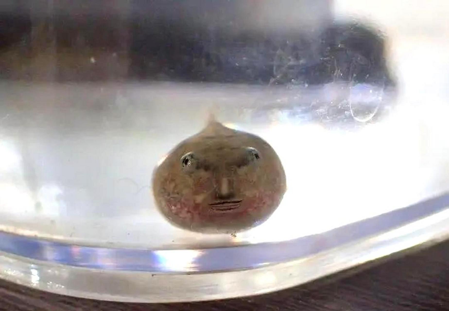 这种鱼长得像人脸,带有表情,让人感到惊奇!