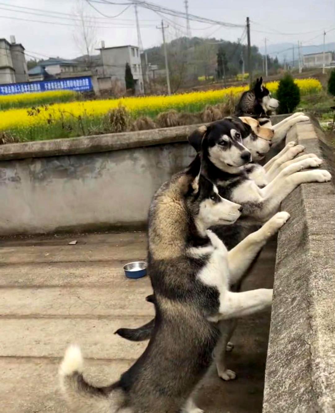 狗也有看热闹的心与人类相似