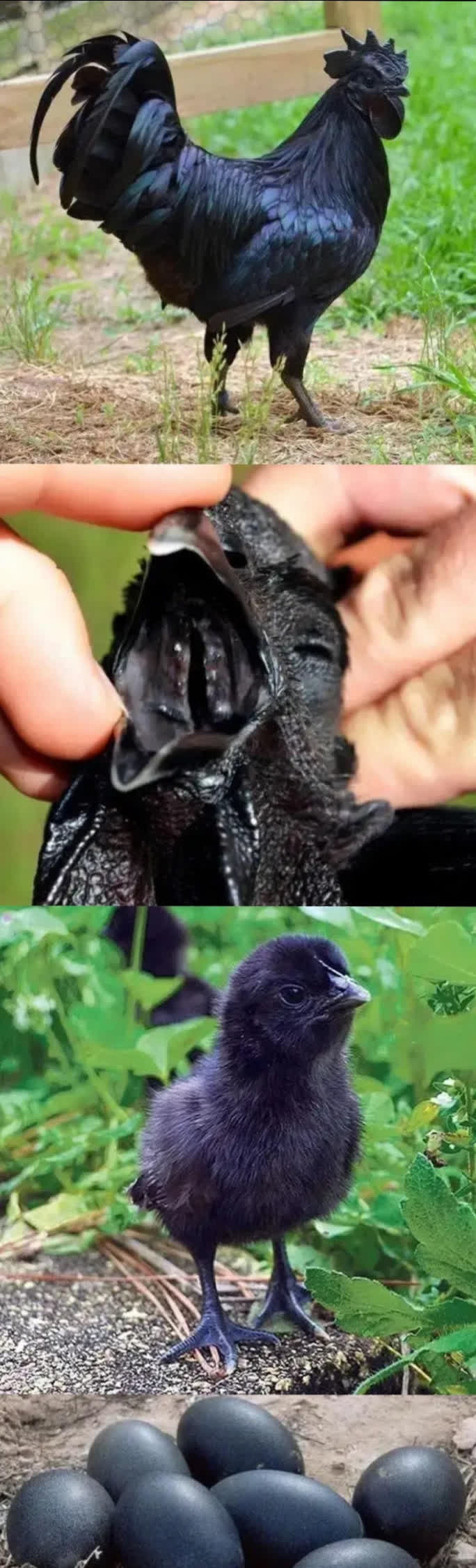 非洲的鸡和鸡蛋也这么黑