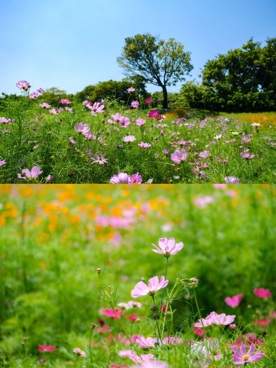 快冲 话不多suo～看图就对啦～ 成片的波斯菊(黄秋英 格桑花)7815