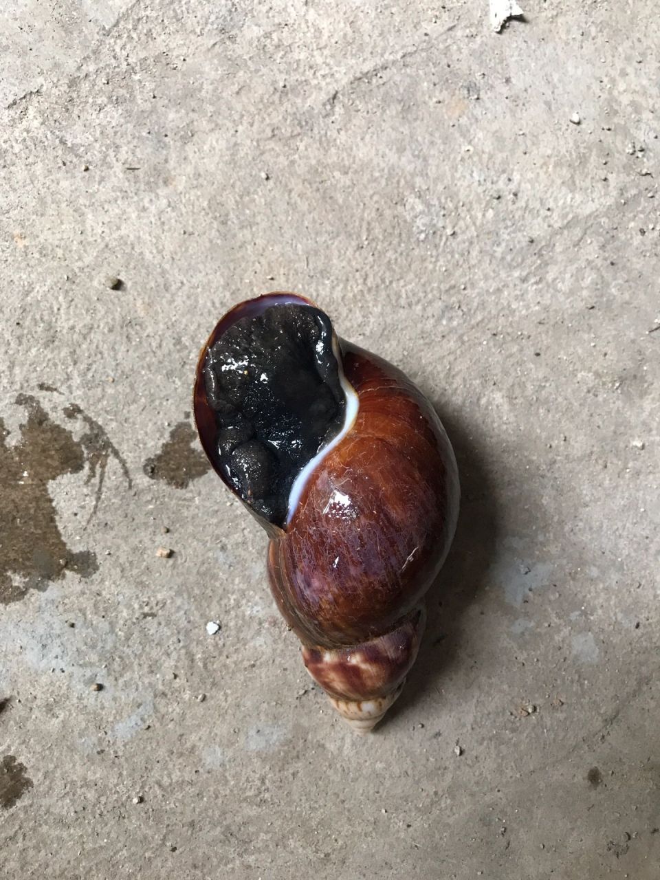 这种大田螺能不能吃?