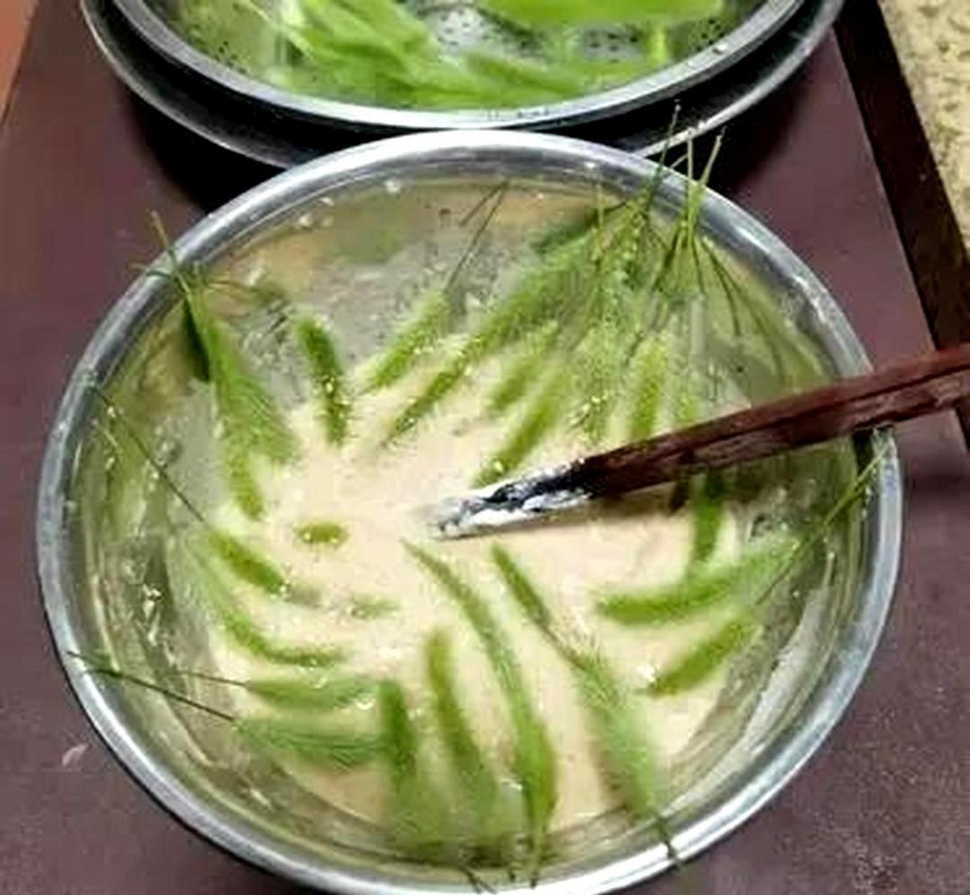 狗尾巴草是小米的祖先,虽然小米是改良后的,但狗尾巴草可以食用,至于