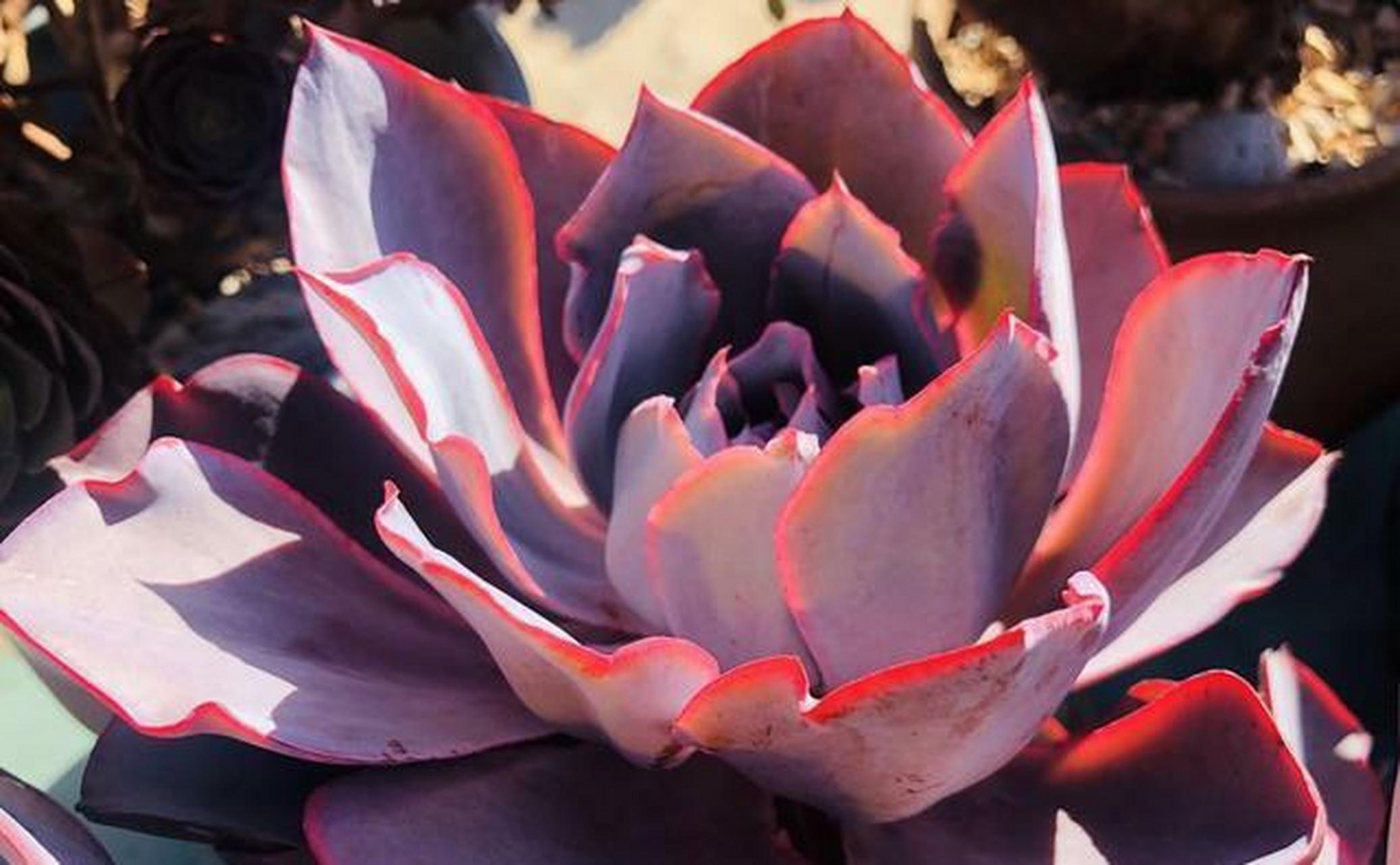 晚霞属于景天科多肉植物,是钢叶莲和沙维娜的杂交品种.