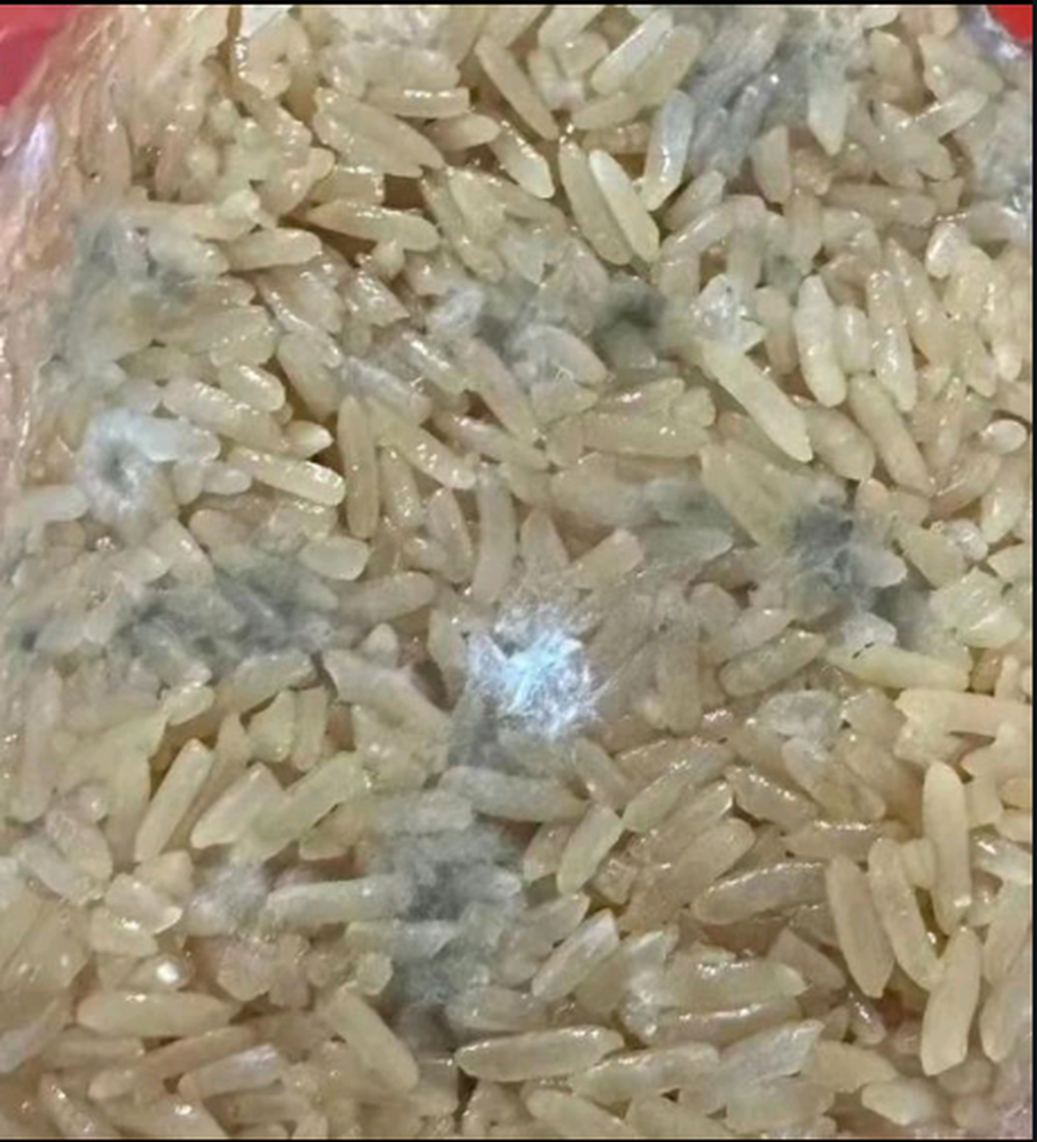 变质的米饭图片