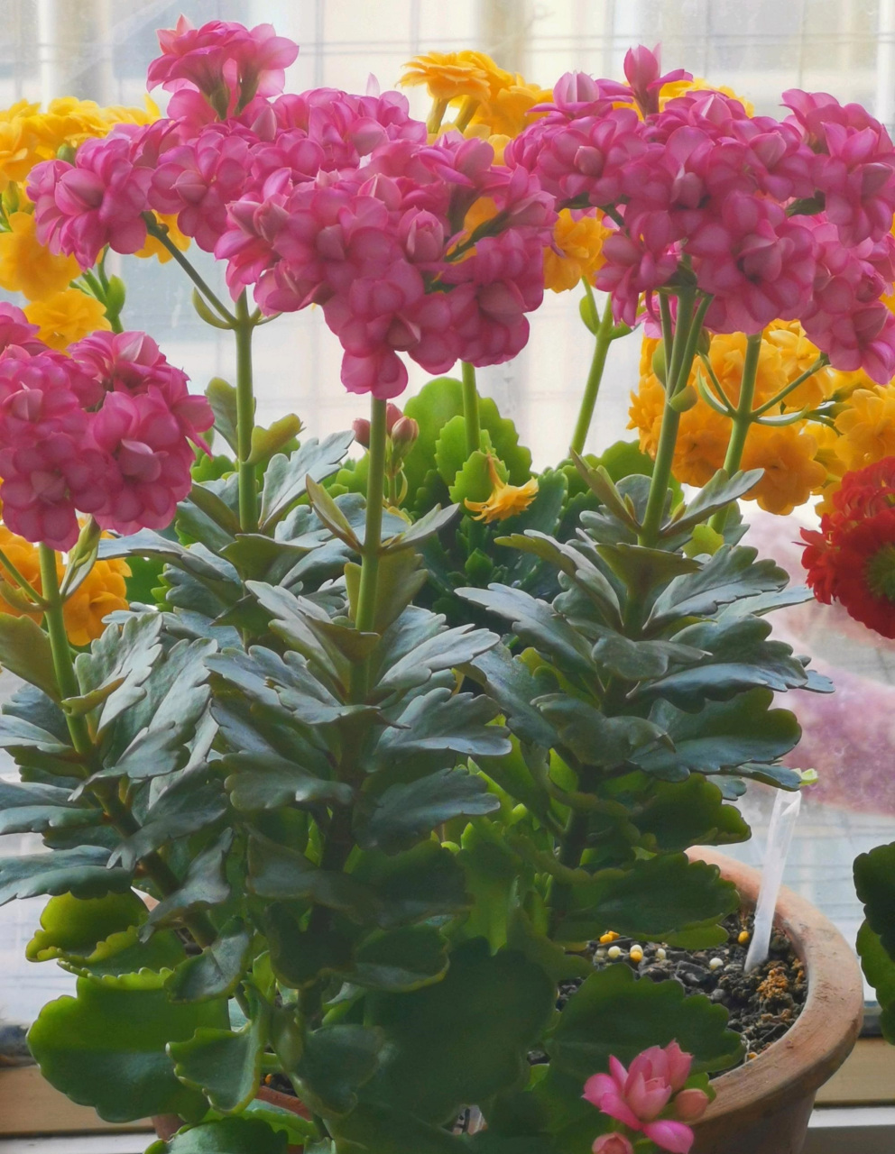 秋天开始,进入长寿花的"主场",这个品种名叫"达科塔",这两年很火的新