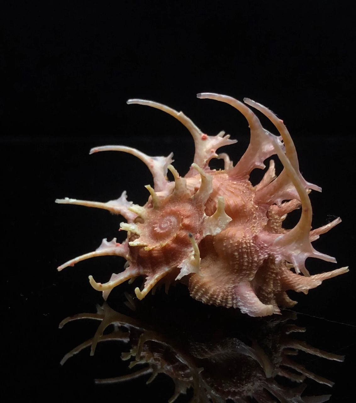 小球棘冠螺(极美长刺)  angaria sphaerula (kiener, 1839) 小球棘冠