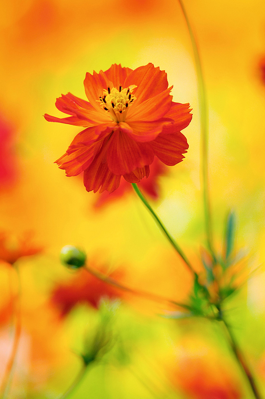 天上鲤鱼斑,明日晒谷不同翻.