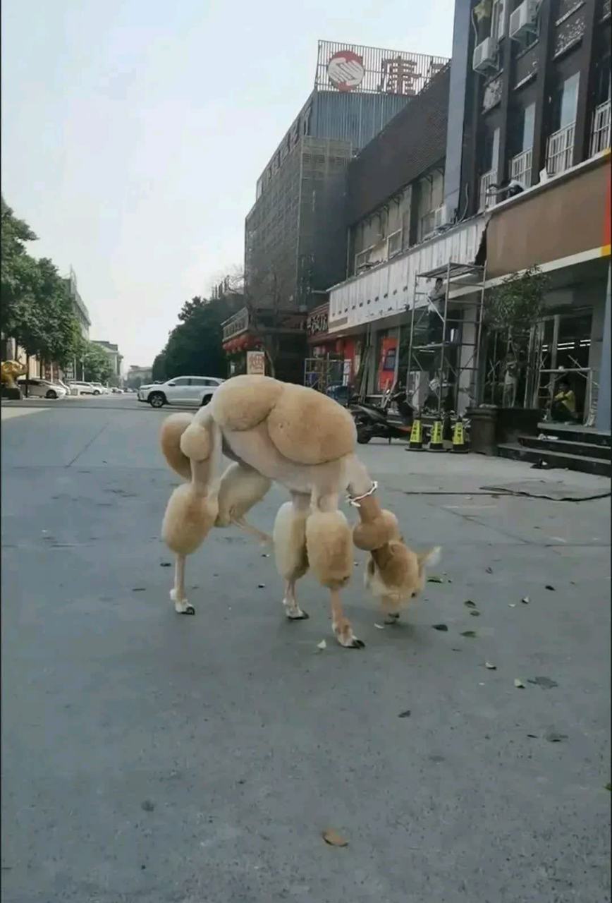 绵羊狗图片大全可爱图片