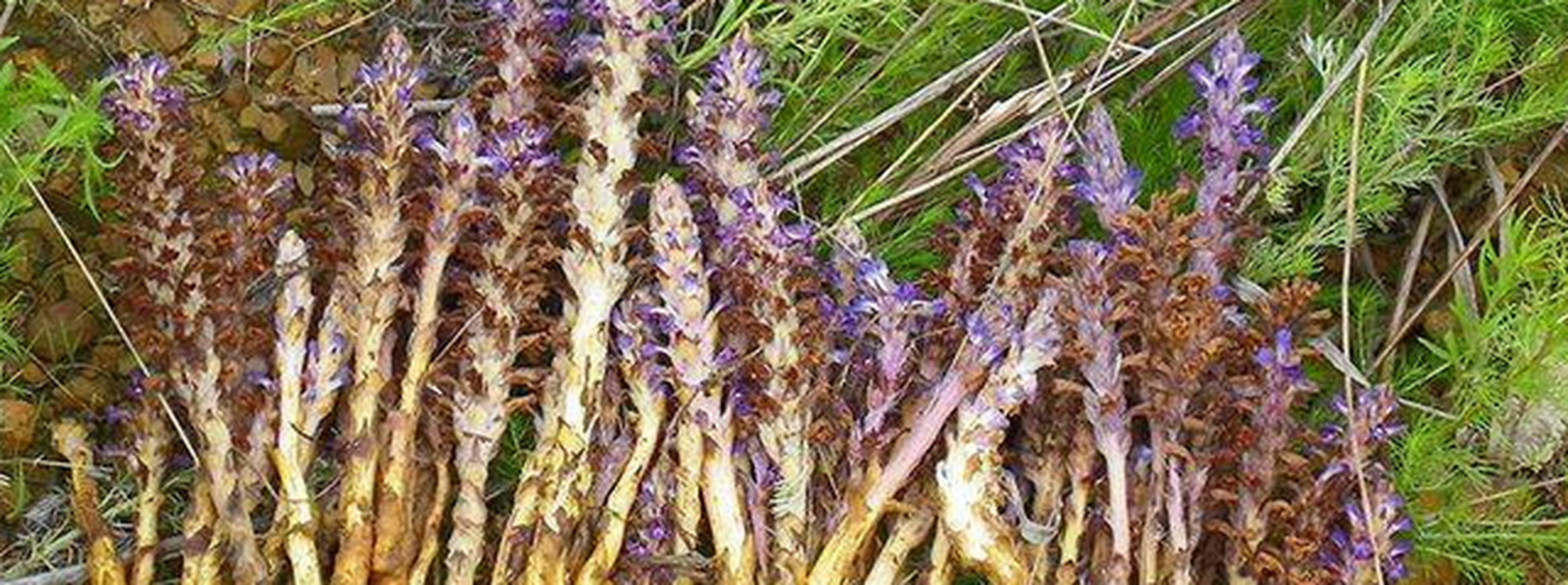 草苁蓉高15~35厘米,全体近无毛;根状茎横走,圆柱状,通常有2~3条直立的