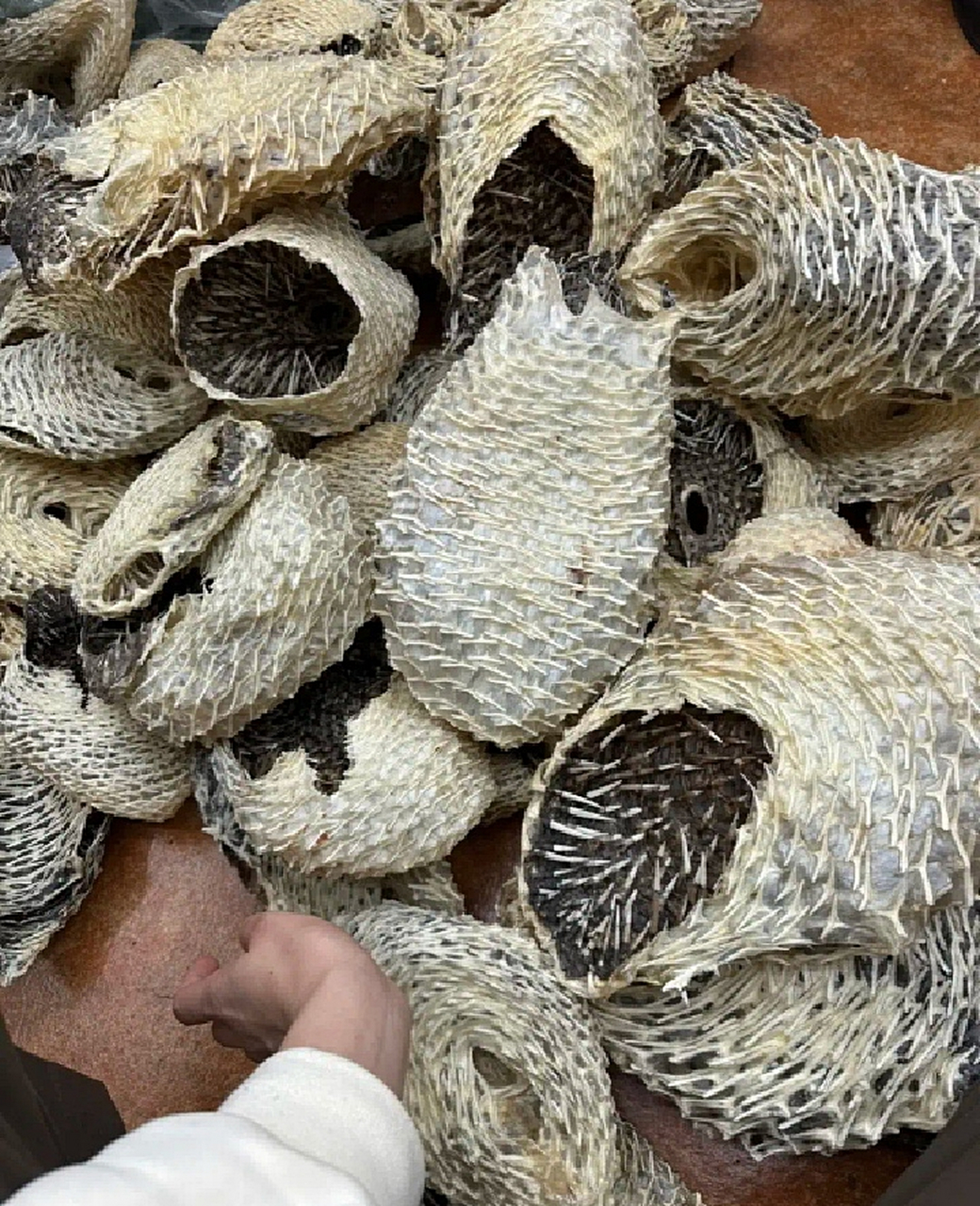 这是刺猬的骨头吗?