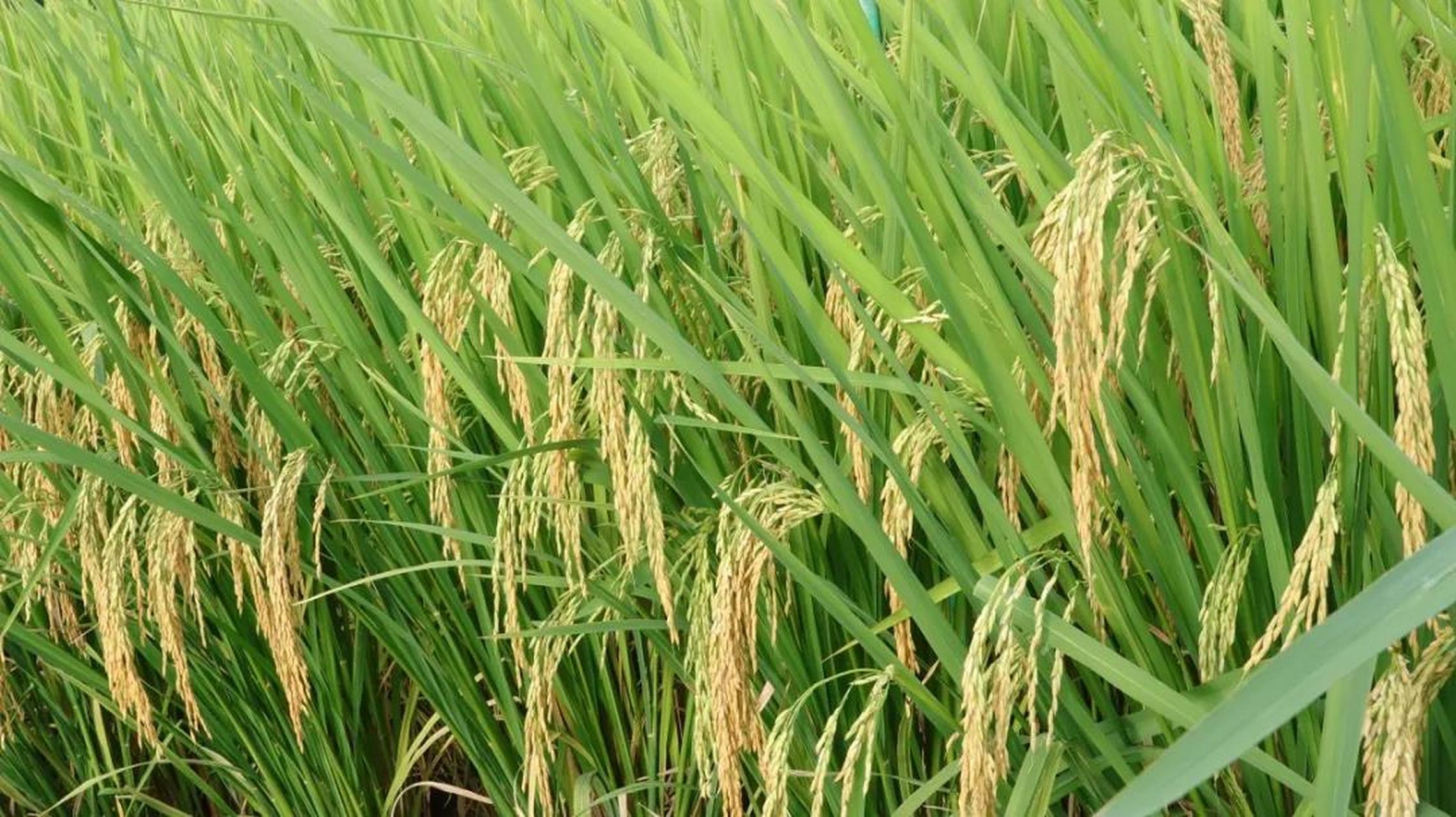 【优质稻品种】19香,品质与产量兼备的高端优质丝苗香稻品种,广东兴宁